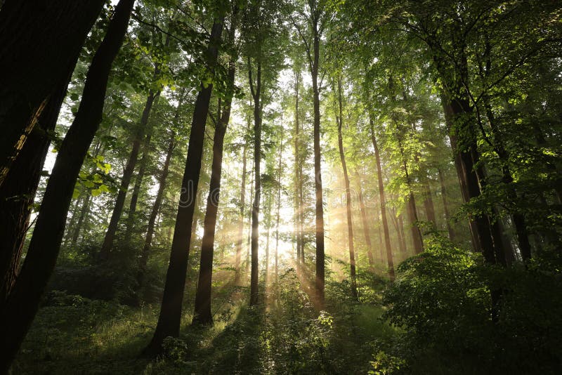 background backlit beautiful beauty beech blue branch bright calm color colorful covered dawn deciduous environment flora fog foggy foliage forest fresh green grove landscape leaves lit lush mist misty morning natural nature oak outdoor park peaceful picturesque poland rays reserve rising scene scenery scenic season seasonal shadow shining silhouette sky space spring springtime stand sun sunbeams sunny sunshine travel tree trees trunk vegetation vibrant view vivid woodland woods. background backlit beautiful beauty beech blue branch bright calm color colorful covered dawn deciduous environment flora fog foggy foliage forest fresh green grove landscape leaves lit lush mist misty morning natural nature oak outdoor park peaceful picturesque poland rays reserve rising scene scenery scenic season seasonal shadow shining silhouette sky space spring springtime stand sun sunbeams sunny sunshine travel tree trees trunk vegetation vibrant view vivid woodland woods